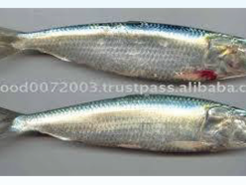 Sardine Fish (chapilla)