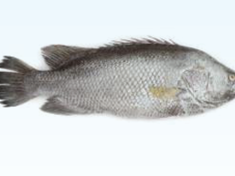 Sea Koi