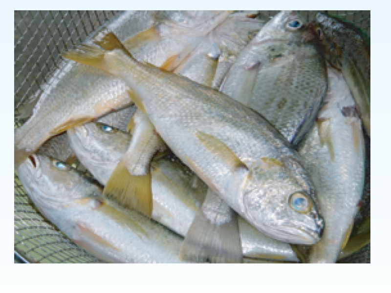 Pama Croaker