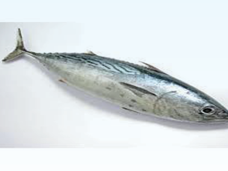 Eastern Little Tuna