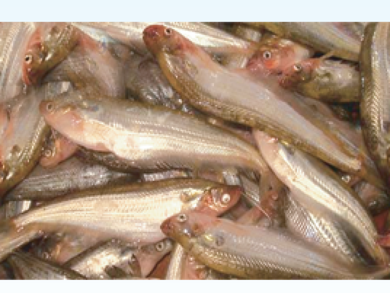 Pabda  Catfish