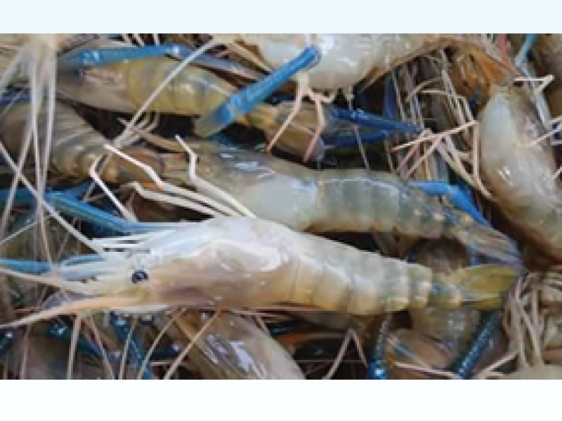 King Prwan Shrimp