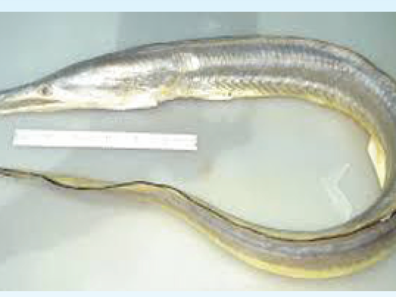 Conger Eel