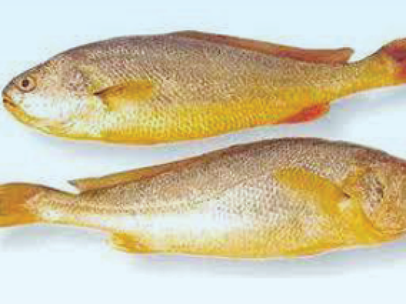 Yellow Croaker