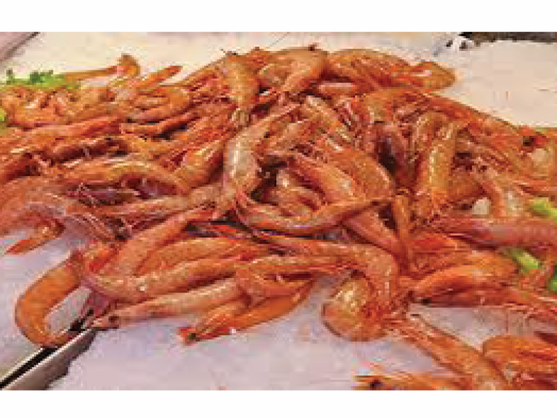 Red Shrimp