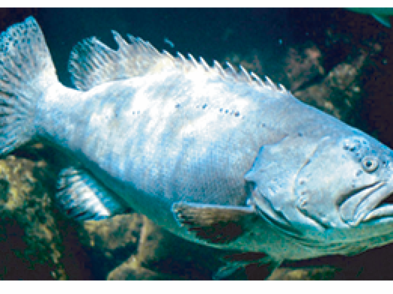 Giant Grouper