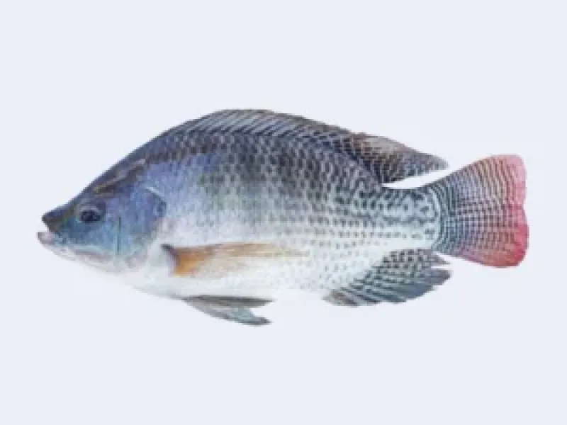 তেলাপিয়া মাছ 1Kg