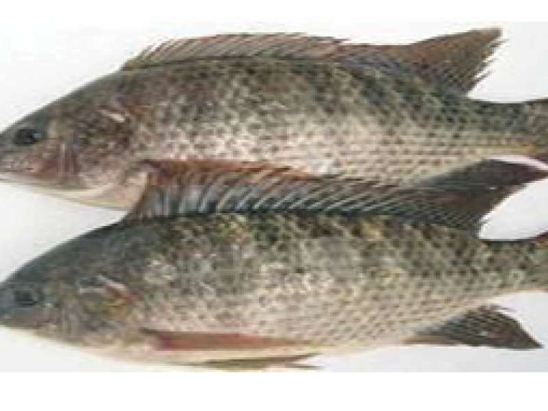 Telapia