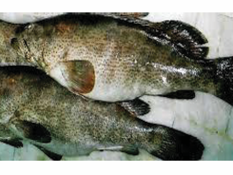 Doted Grouper