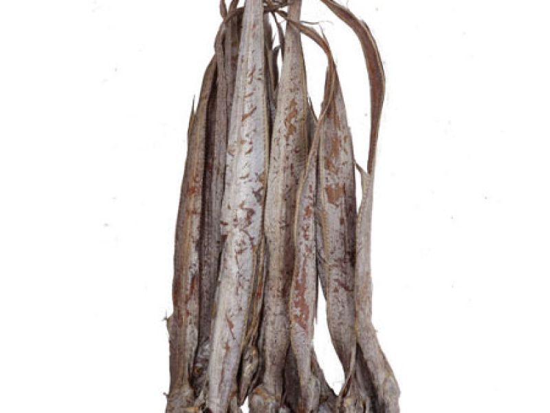 RIBBOB DRY Fish