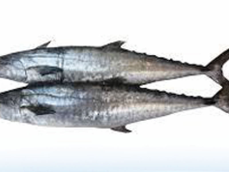 King Fish (surma)