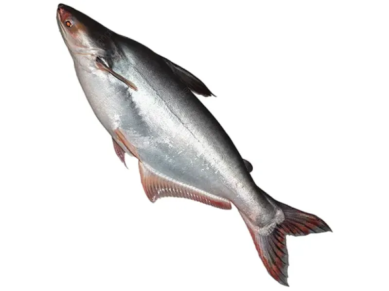 Pangas Fish River