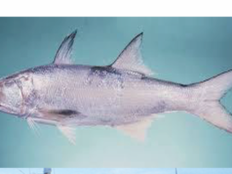 Black Spot Threadfin