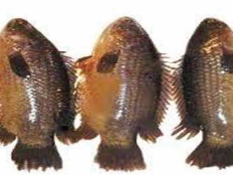 Catfish (koi)
