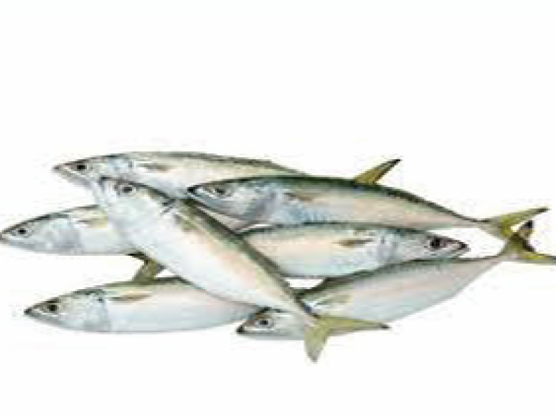 Indian Mackerel