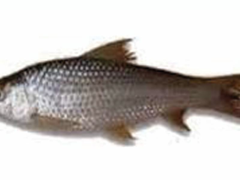 Bata Fish