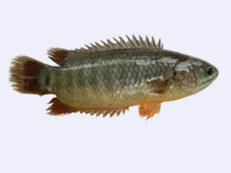 কৈ মাছ (দেশী) 1kg