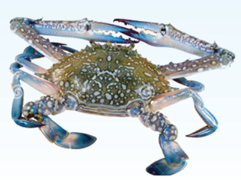 Blue Swimming Crabs