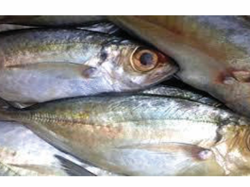 Big Eye Tuna