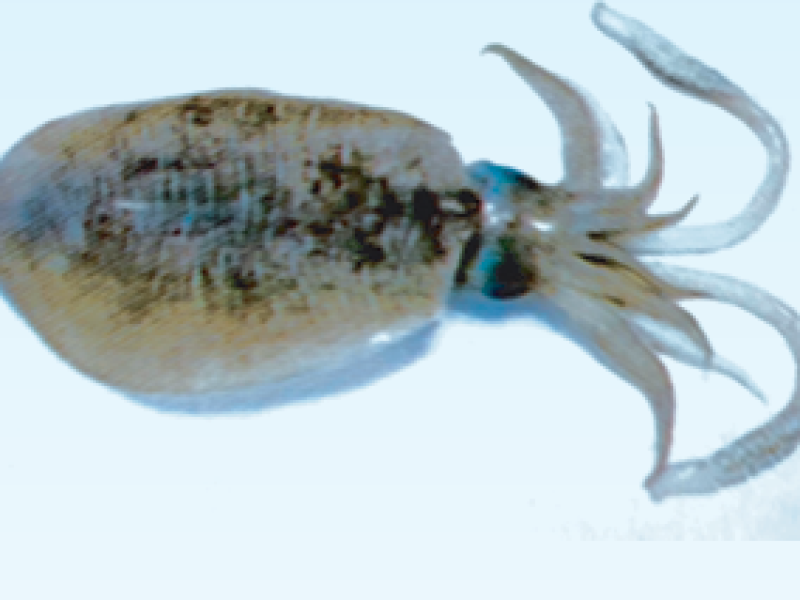 Cuttle Fish