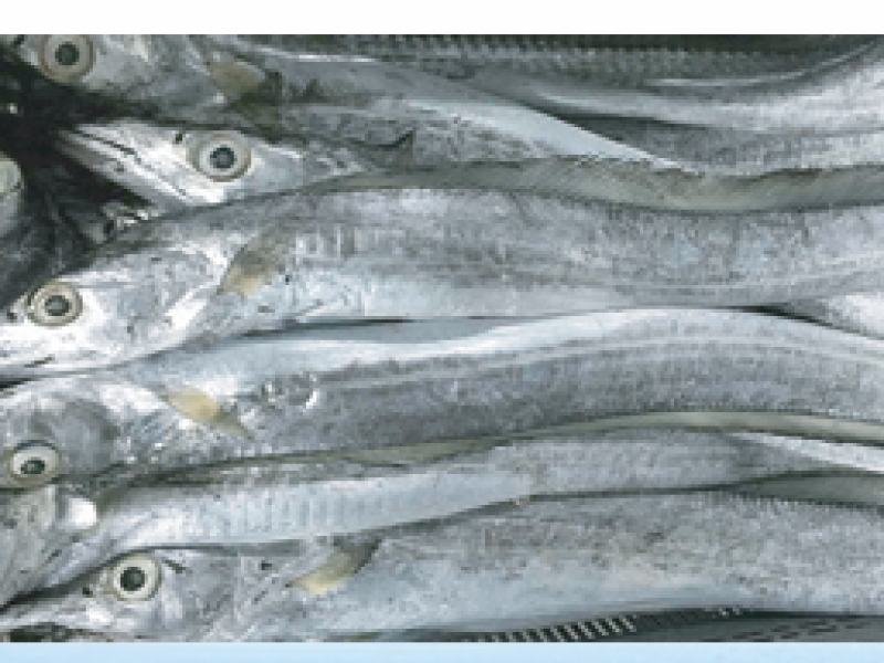 Ribbon Fish ( CURE FISH)
