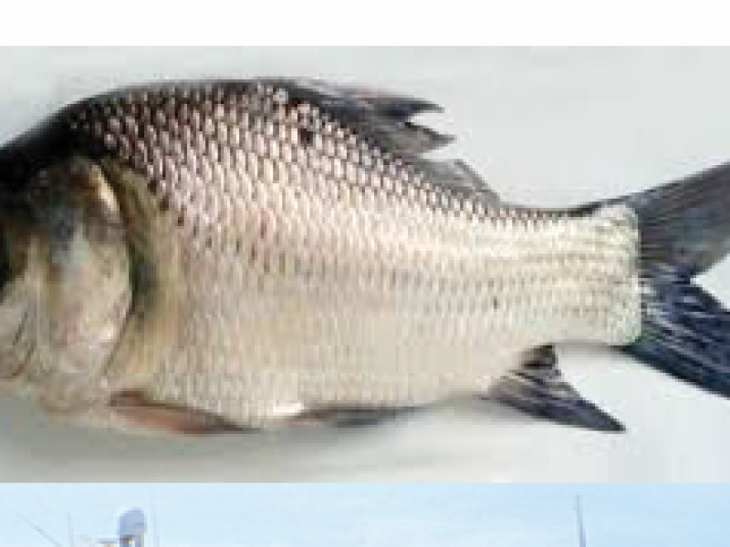 Catla Fish