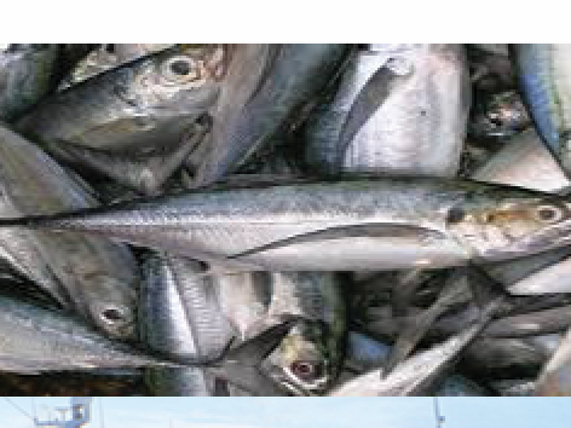 Horse Mackerel