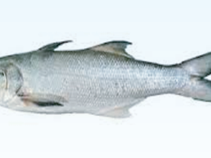 Indian Salmon