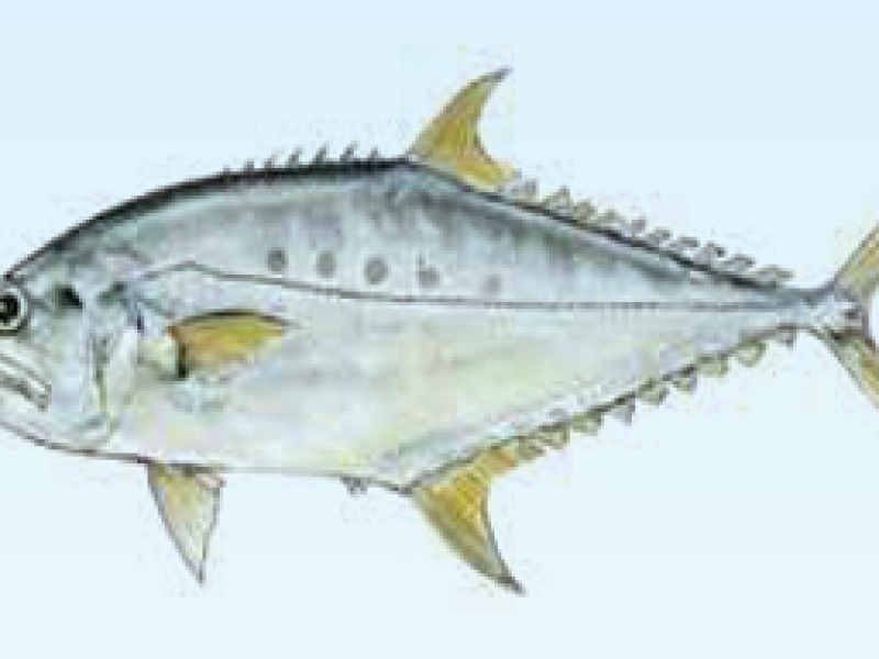 Queen Fish (chapakori)