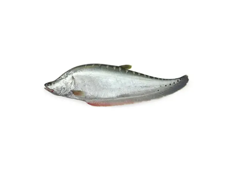 Chitol Fish