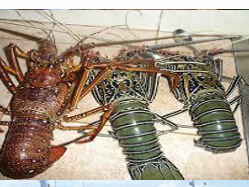Lobster