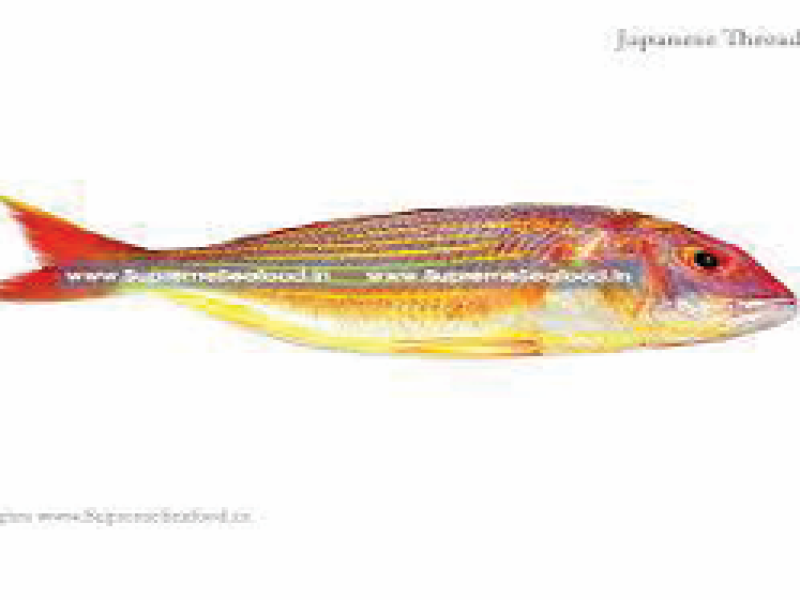 Japanis Threadfin Bream
