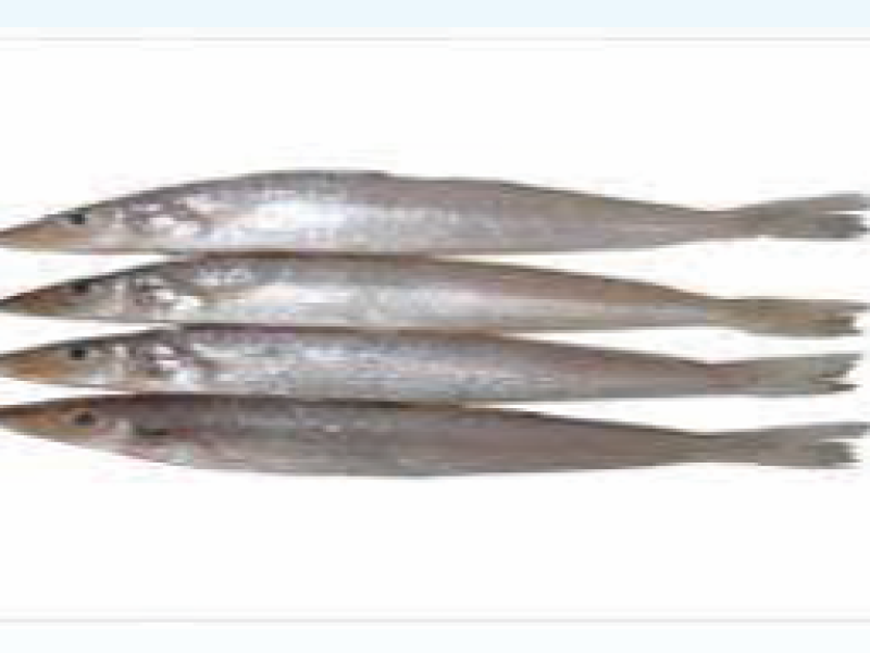 Lady Fish (billa)