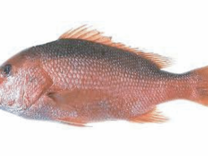 Red Snapper