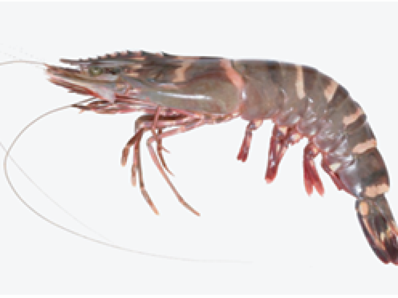 Ocean Tiger Shrimp