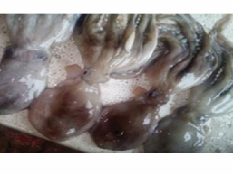 Octopus