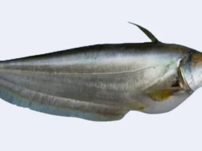 বোয়াল মাছ 1kg