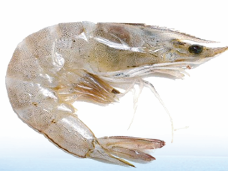 White Shrimp