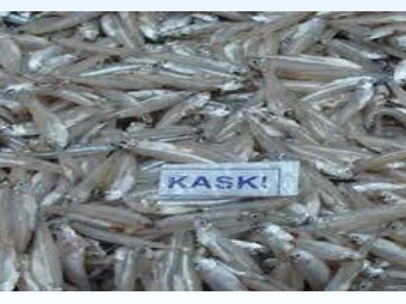 Ganger River Sprat( kace)