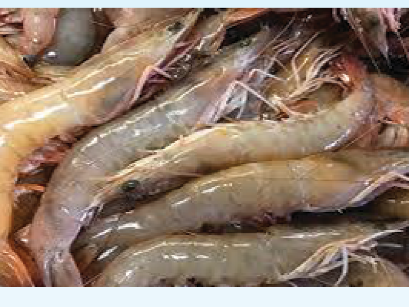 Brown Shrimp