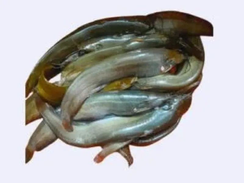 শিং মাছ 1kg