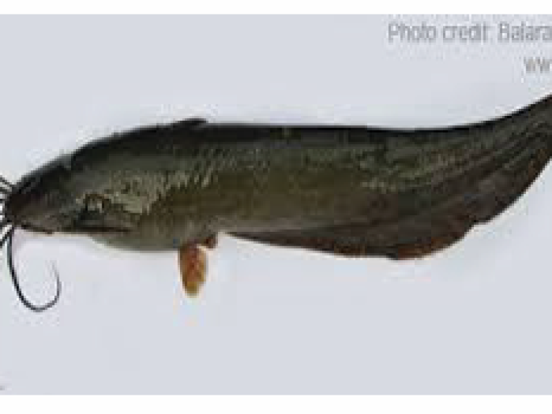 Catfish (Shing)