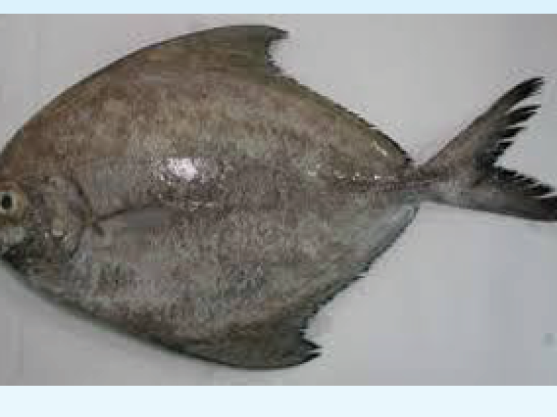 Black Pomfret