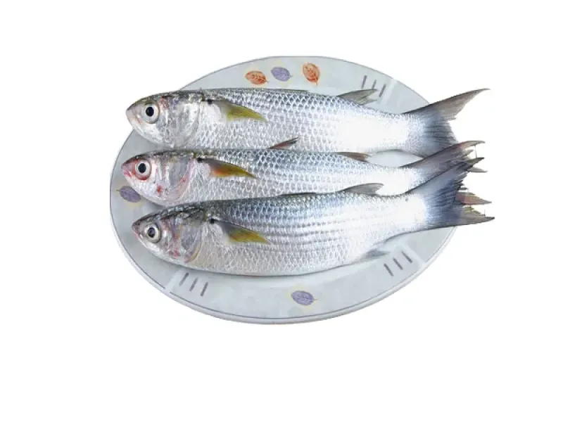 Faisa Fish