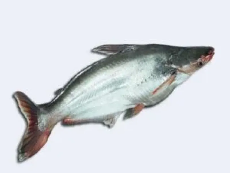 পাঙ্গাশ মাছ 1kg