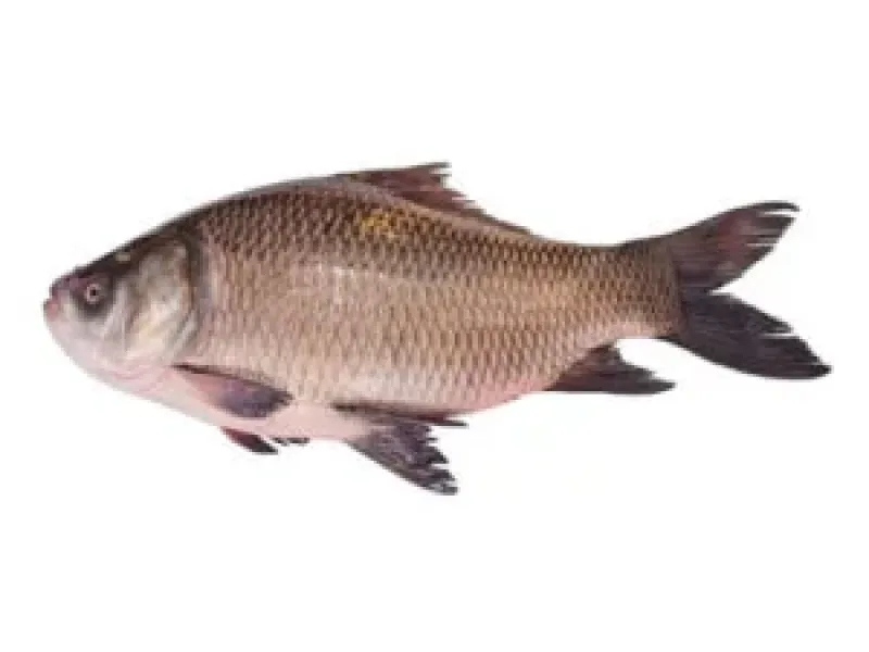 কাতল মাছ( 1kg-5Kg+)