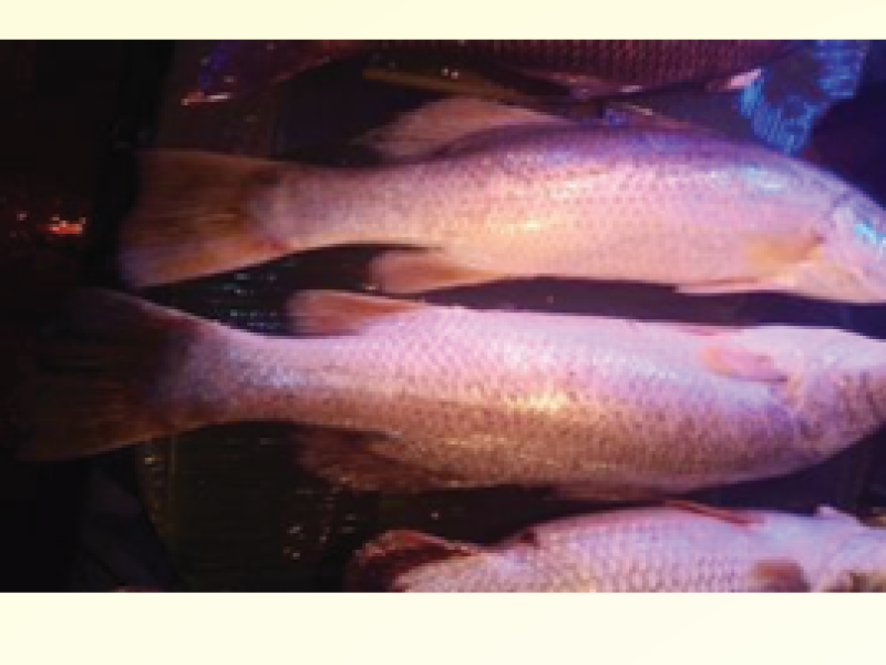 Barramundi