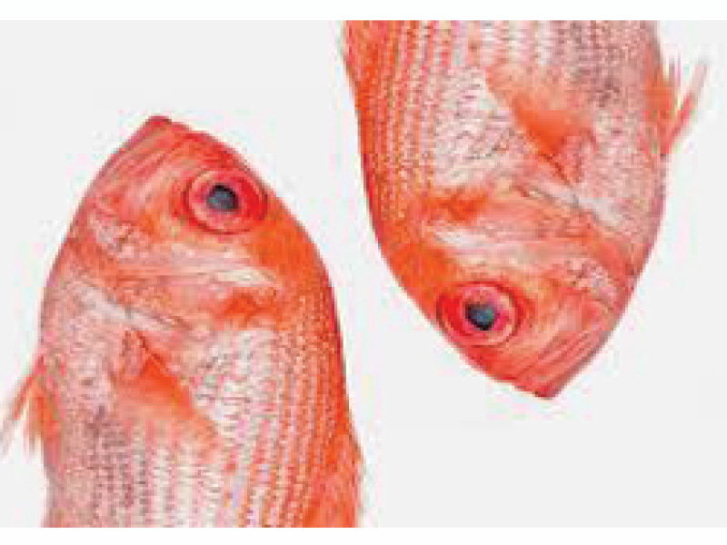 Red Fish
