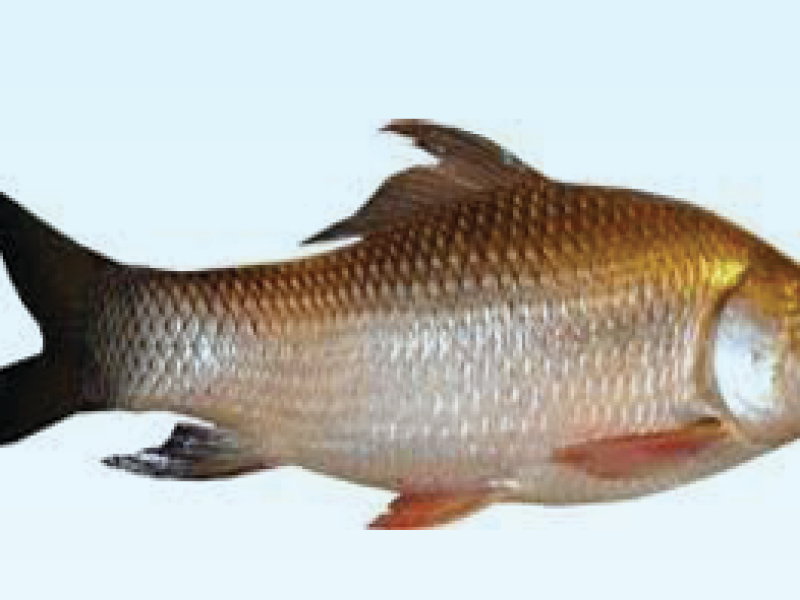 Rohu