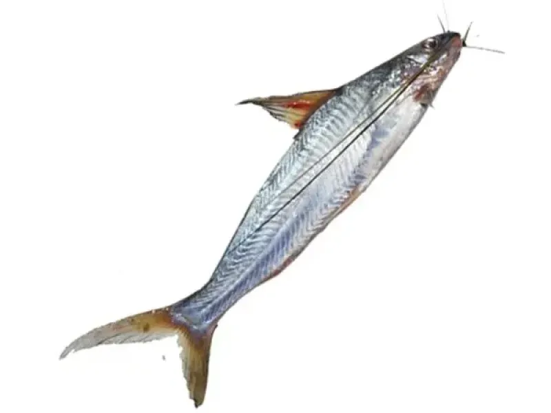 Tangra Fish